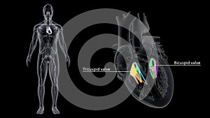 Tricuspid and Bicuspid Valve in the Heart photo