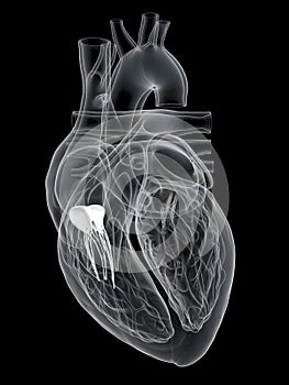 The tricuspid valve