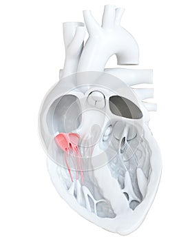 The tricuspid valve