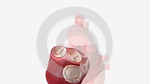 The tricuspid valve controls the flow of blood from your heart\'s right atrium