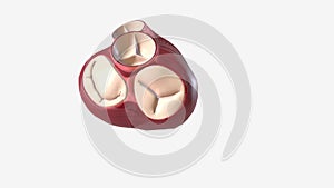 The tricuspid valve controls the flow of blood from your heart\'s right atrium to the right ventricle