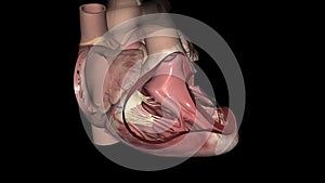 The tricuspid valve sits between the heart\'s two right chambers