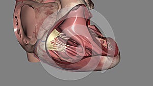 The tricuspid valve sits between the heart\'s two right chambers