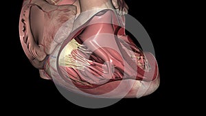 The tricuspid valve sits between the heart\'s two right chambers