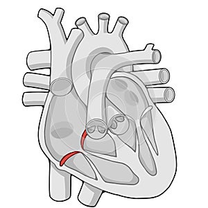 Tricuspid velve - Heart - Human body - Education