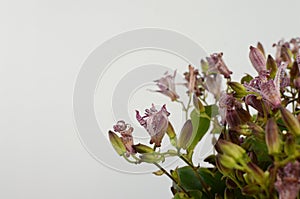 Tricyrtis Flower on White backgrond