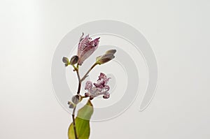 Tricyrtis Flower on White backgrond