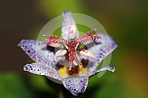 Tricyrtis flowers with striking lily-like blue-purple flowers