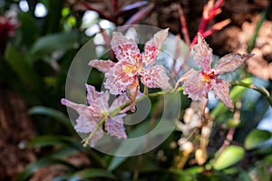 Tricyrtis Formosana with gorgeous spotted marks blooms in the heat of summer