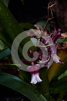 Tricyrtis Formosana with gorgeous spotted marks blooms in the heat of summer