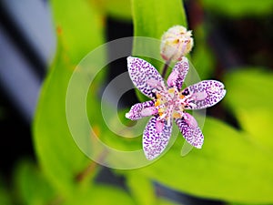Tricyrtis hirta (hairy toad lily)