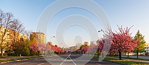 Trida 17. listopadu street with flowering sakura trees in Karvina city in Czech republic