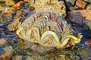 Tridacna giant shell on the beach