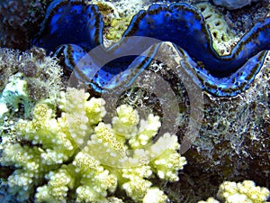 Tridacna maxima