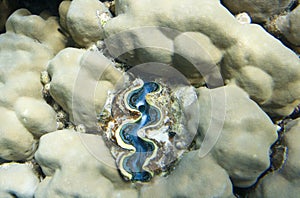 Tridacna maxima photo