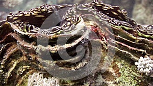 Tridacna Scuamose giant with heavy mantle in Red sea.