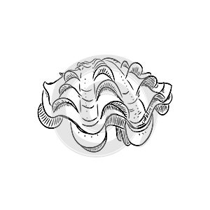 tridacna squamosa, bivalves are a large class of molluscs, also known as pelecypods. Sketch black contour isolated on white