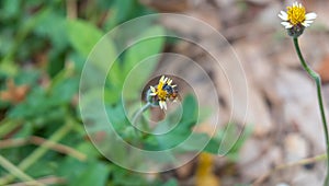 Tridax daisy flower with bee NO.2