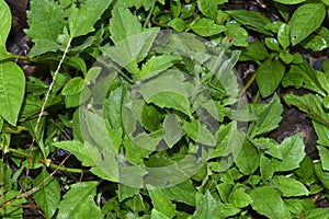 Tridax  procumbens