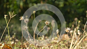 Tridax procumbens, also known as coat buttons or wild daisy