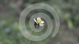 Tridax procumbens, also known as coat buttons or wild daisy