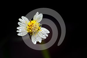 Tridax procumbens also known as coatbuttons or tridax daisy macro with raindrops on the white petals and black background