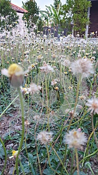 Tridax Procumbens - Coatbuttons field upclose