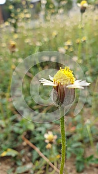 Tridax Procumbens - Coatbuttons upclose