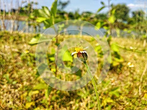 Tridax procumbens