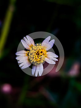 Tridax procumbens plant flower garden flowers white and yellow flower