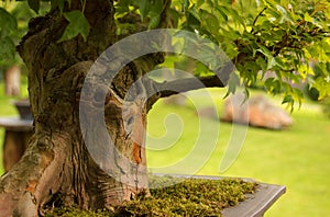 Trident Maple bonsai