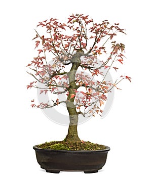 Trident Maple bonsai tree, Acer buergerianum, isolated