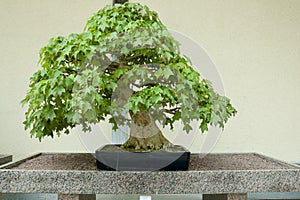 Trident Maple Bonsai Tree photo