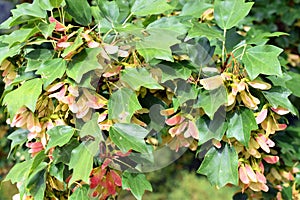 Trident maple leaves and fruits (Acer buergerianum)