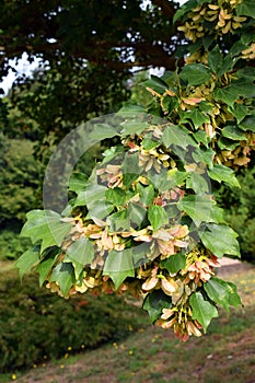 Trident maple leaves and fruits (Acer buergerianum)