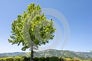 Trident maple tree