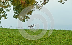 Trie color heron walking edge of a tropical lake