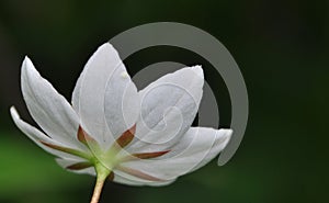 Trientalis europaea