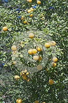 Trifoliate citrus tree with fruits