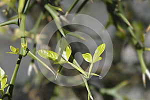 Trifoliate orange