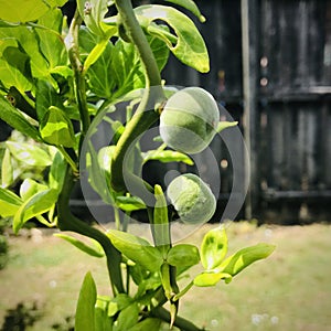 Trifoliate orange. In the backyard garden.