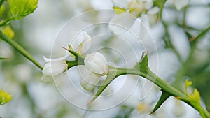 Trifoliate Orange Blossom. Beautiful Flower Poncirus Trifoliata. Pan.