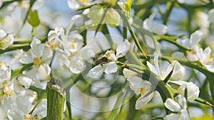 Trifoliate Orange Blossom. Bee Pollination Of Spring Blossoming Beautiful Flower Poncirus Trifoliata. Close up.