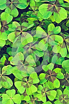 Trifolium photo