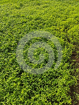 Trifolium alexandrinum, Egyptian clover, berseem clover in a indian farm.