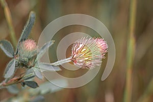 Trifolium angustifolium narrow-leaf crimson clover flowering during spring