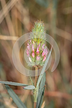 Trifolium angustifolium narrow-leaf crimson clover flowering during spring