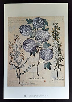 Trifolium Arborescens Viburnum Macrocephalum Flower Bulb Vintage Plants Herbs Floral Print Antiquity Lithograph Retro Poster Arts