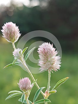 Trifolium arvense