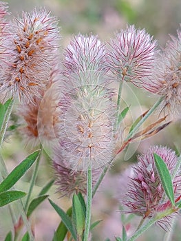 Trifolium arvense